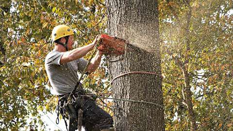 Jobs in B&R Tree Experts - reviews